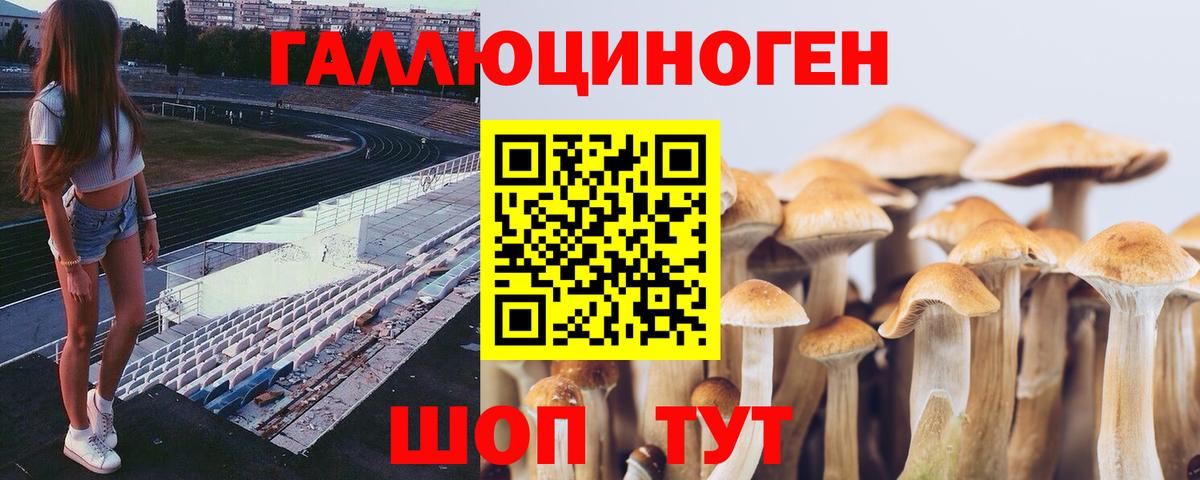 Галлюциногенные грибы Psilocybe Сокол